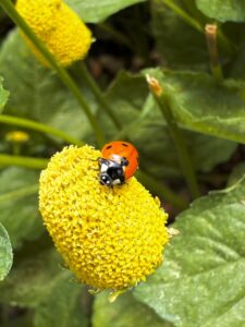 Coccinella su fiore elettrico Acmella oleracea