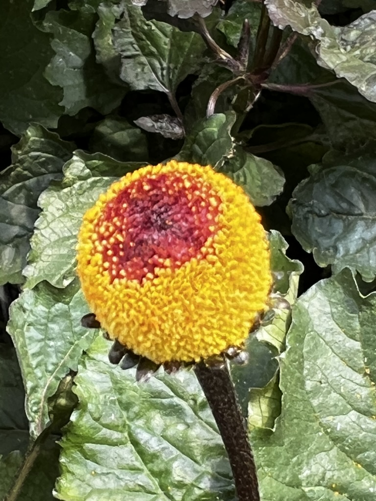 Fiore elettrico Acmella oleracea, ingrediente distintivo di Tesla Gin