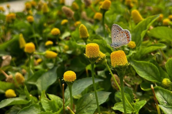 Una farfalla si posa sui fiori elettrici.