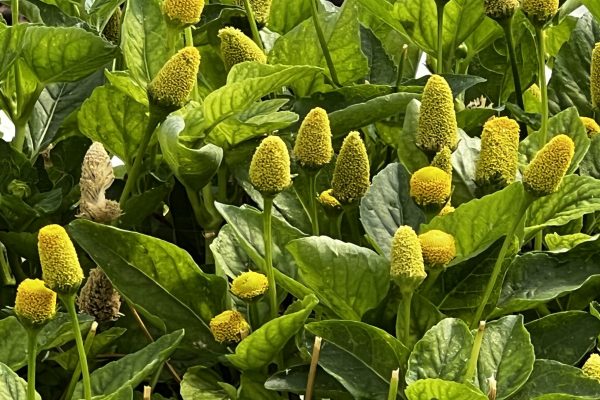 Scheda tecnica fiore elettrico Acmella oleracea