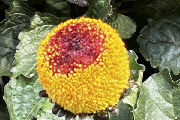 Fiore elettrico Acmella oleracea, ingrediente distintivo di Tesla Gin